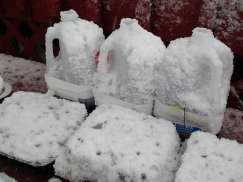 Picture of plant sowing in milk containers.