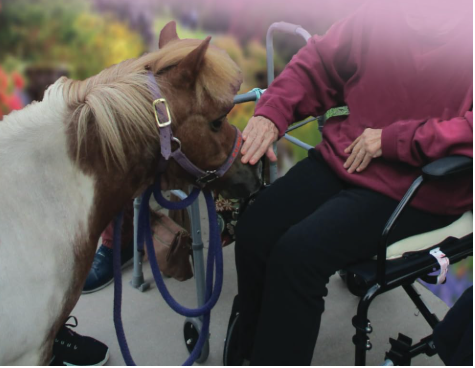 Color photograph of an adult petting a miniature horse.