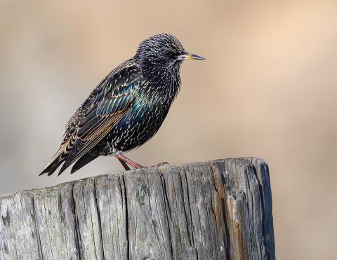 Color photograph of a European starling sitting on top of a weathered fence post.