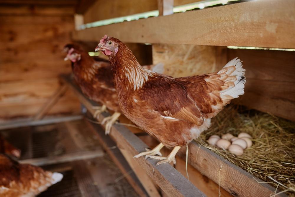 Photograph of two chickens next to eggs in a henhouse.